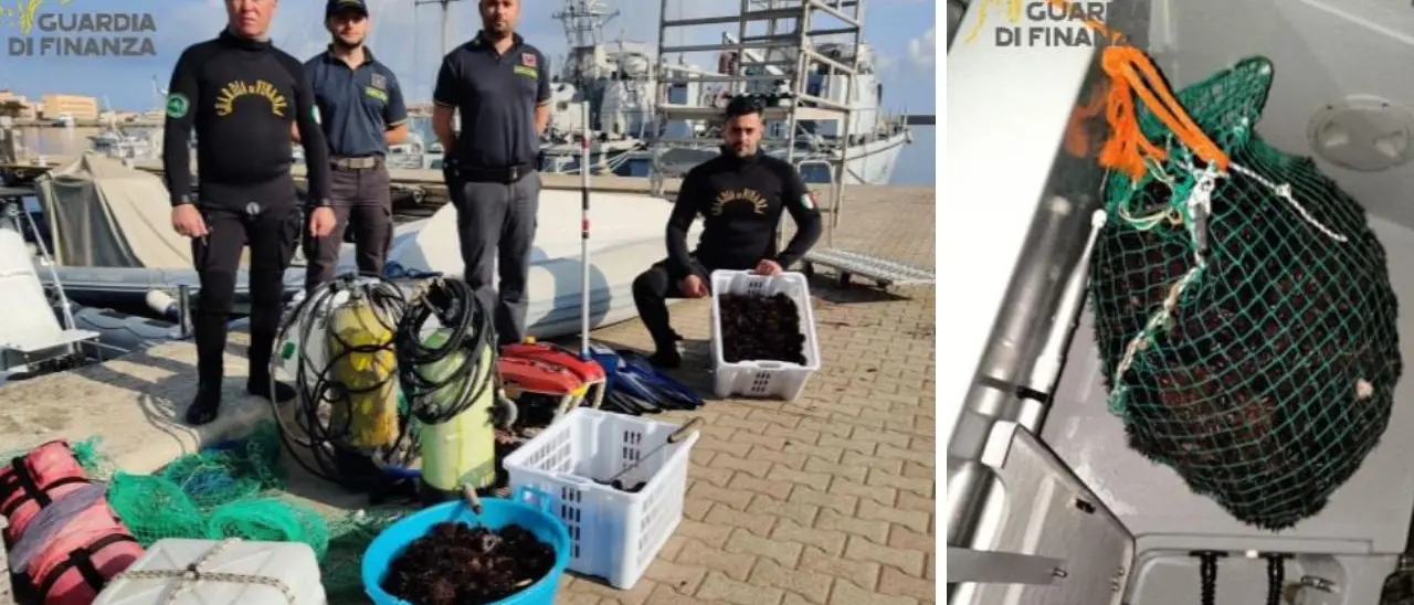 Sorpresi quattro bracconieri mentre depredavano ricci di mare nel Vibonese, rimessi in mare 750 esemplari\u00A0\n