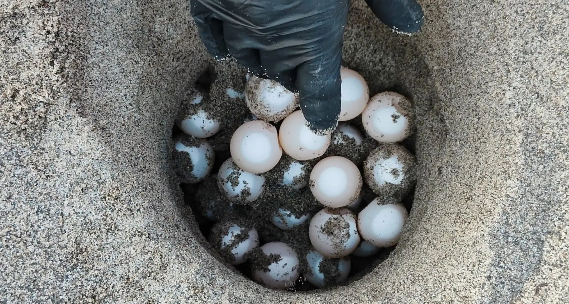 È arrivata l’estate, sulla costa dei Gelsomini individuati e protetti i primi due nidi stagionali di Caretta Caretta