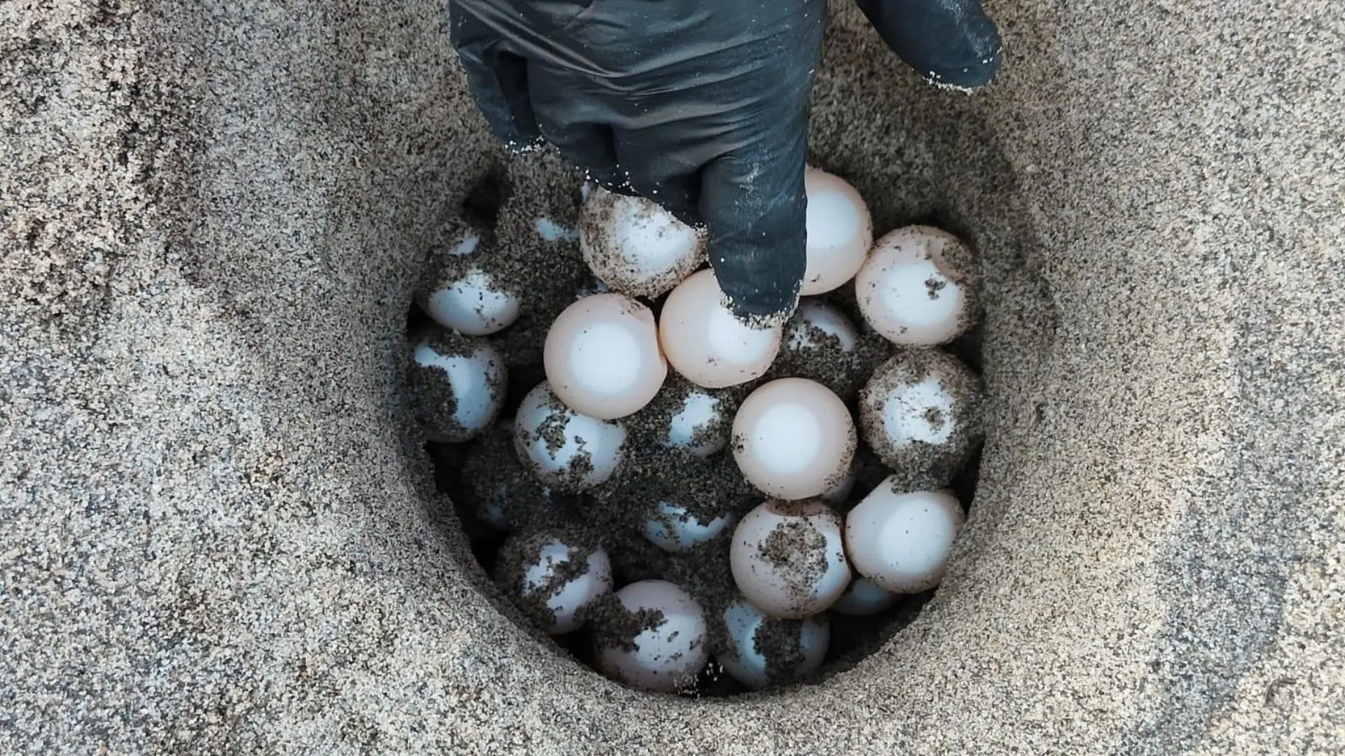 È arrivata l’estate, sulla costa dei Gelsomini individuati e protetti i primi due nidi stagionali di Caretta Caretta