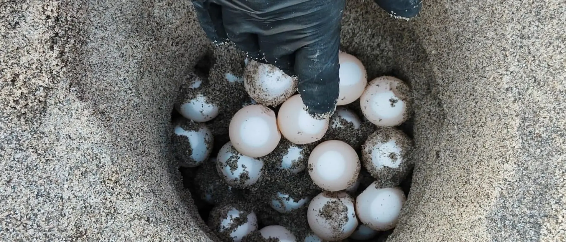 È arrivata l’estate, sulla costa dei Gelsomini individuati e protetti i primi due nidi stagionali di Caretta Caretta