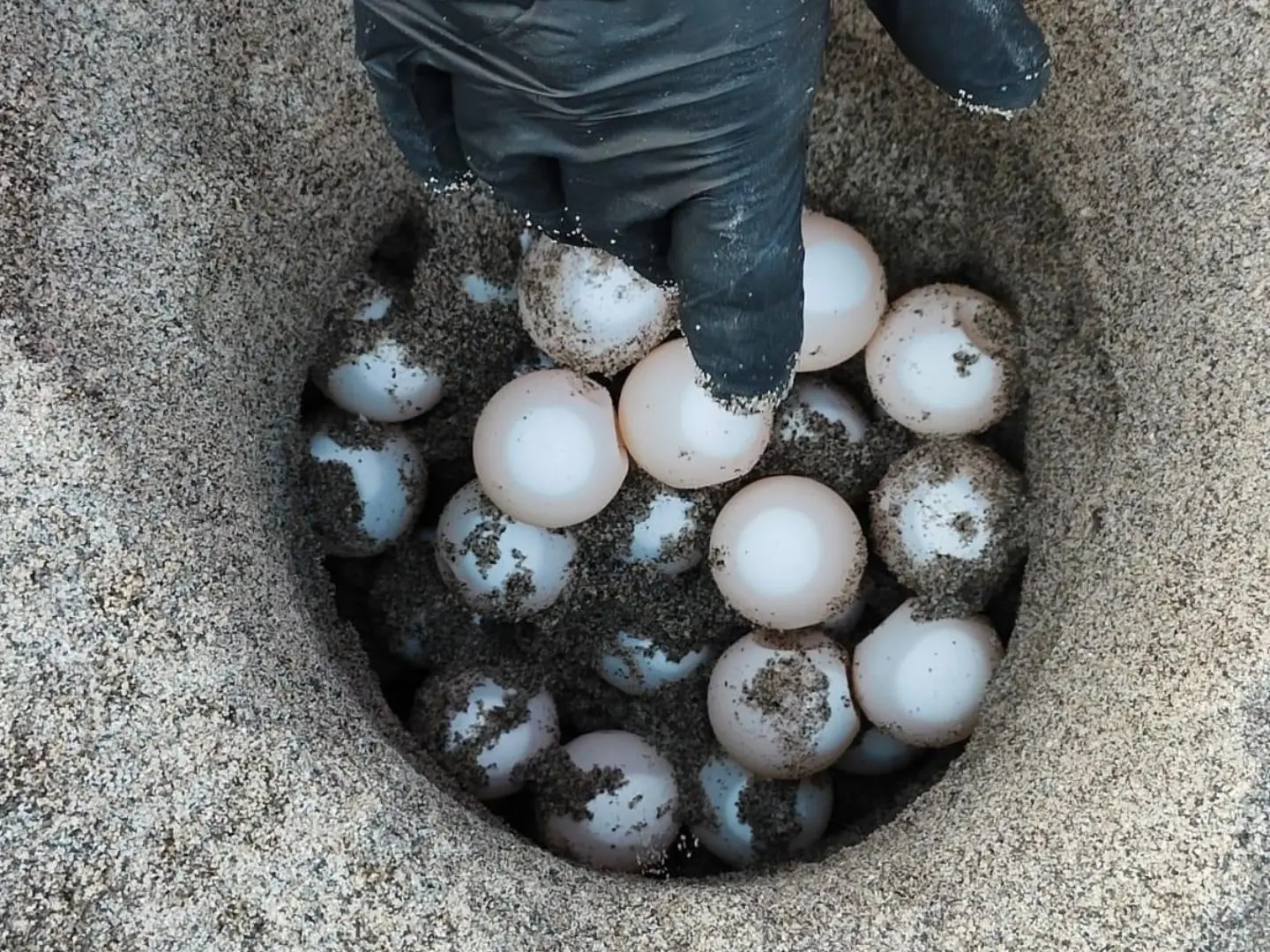 È arrivata l’estate, sulla costa dei Gelsomini individuati e protetti i primi due nidi stagionali di Caretta Caretta