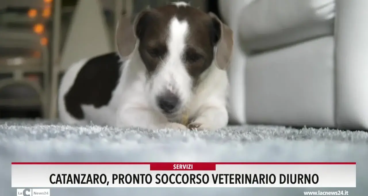 Catanzaro, Pronto soccorso veterinario diurno