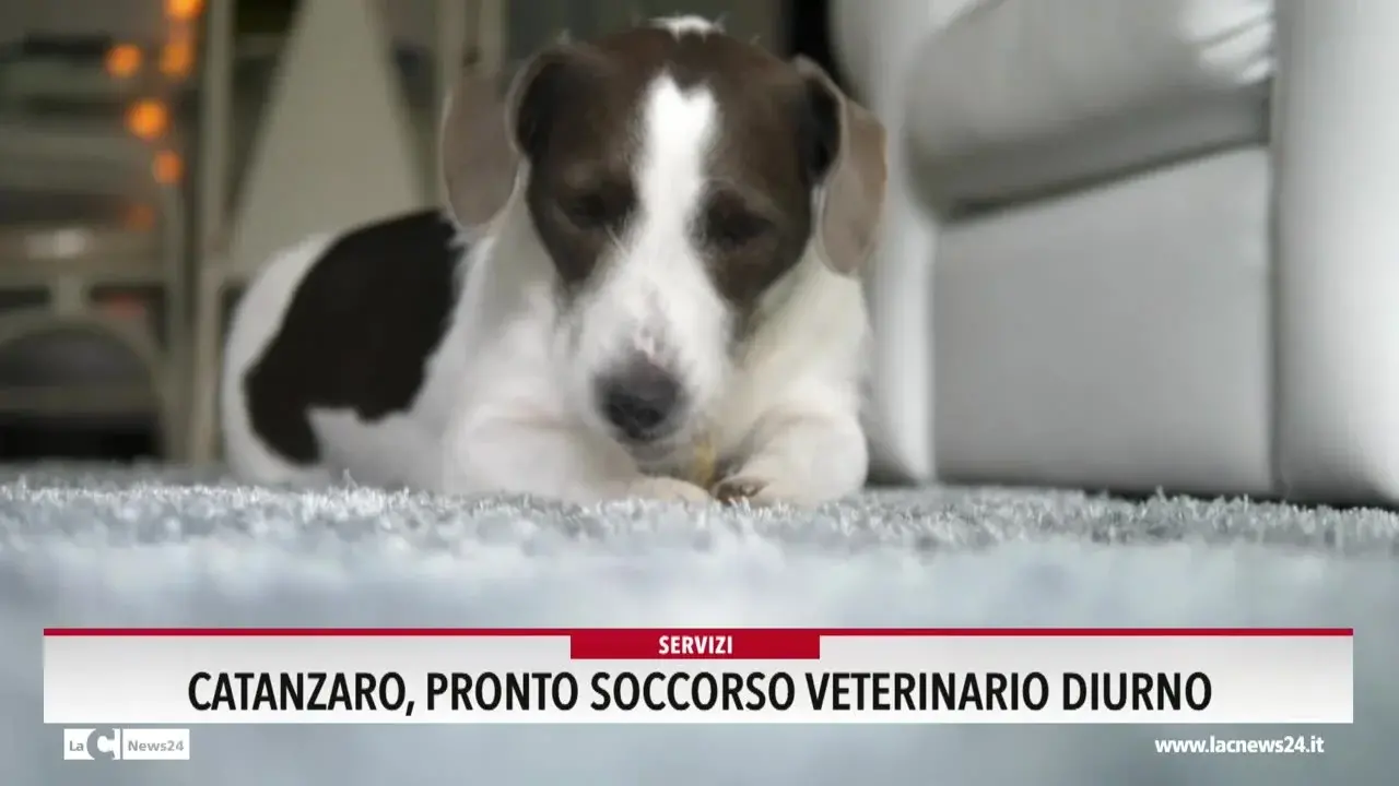 Catanzaro, Pronto soccorso veterinario diurno
