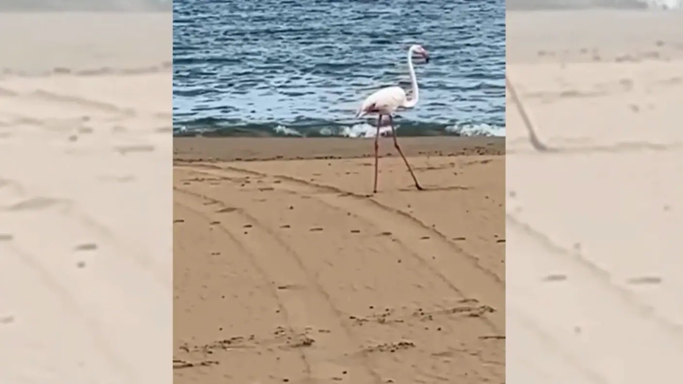 Le Castella, lo spettacolo del fenicottero rosa sulla Spiaggia dei Gigli