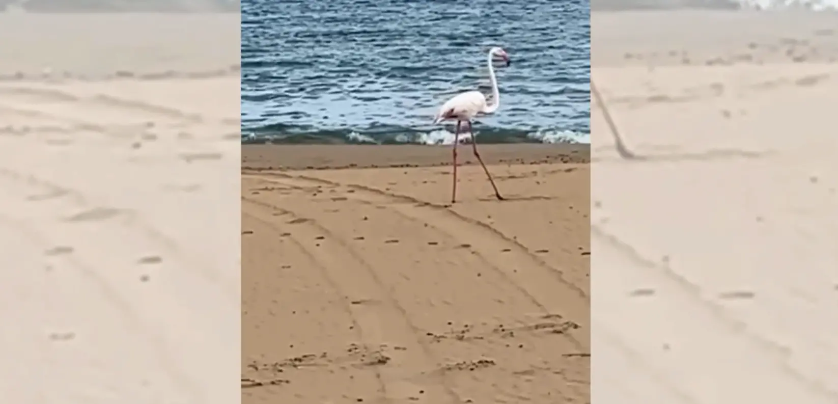 Le Castella, lo spettacolo del fenicottero rosa sulla Spiaggia dei Gigli