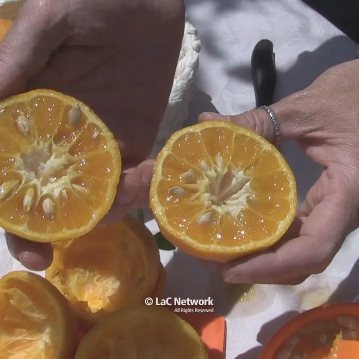 L’arancia bionda tardiva di Trebisacce nuovo presidio slow food della Calabria\n