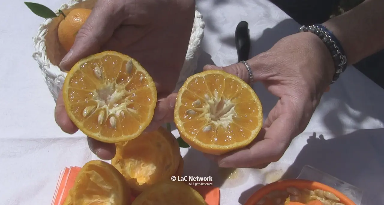 L’arancia bionda tardiva di Trebisacce nuovo presidio slow food della Calabria\n