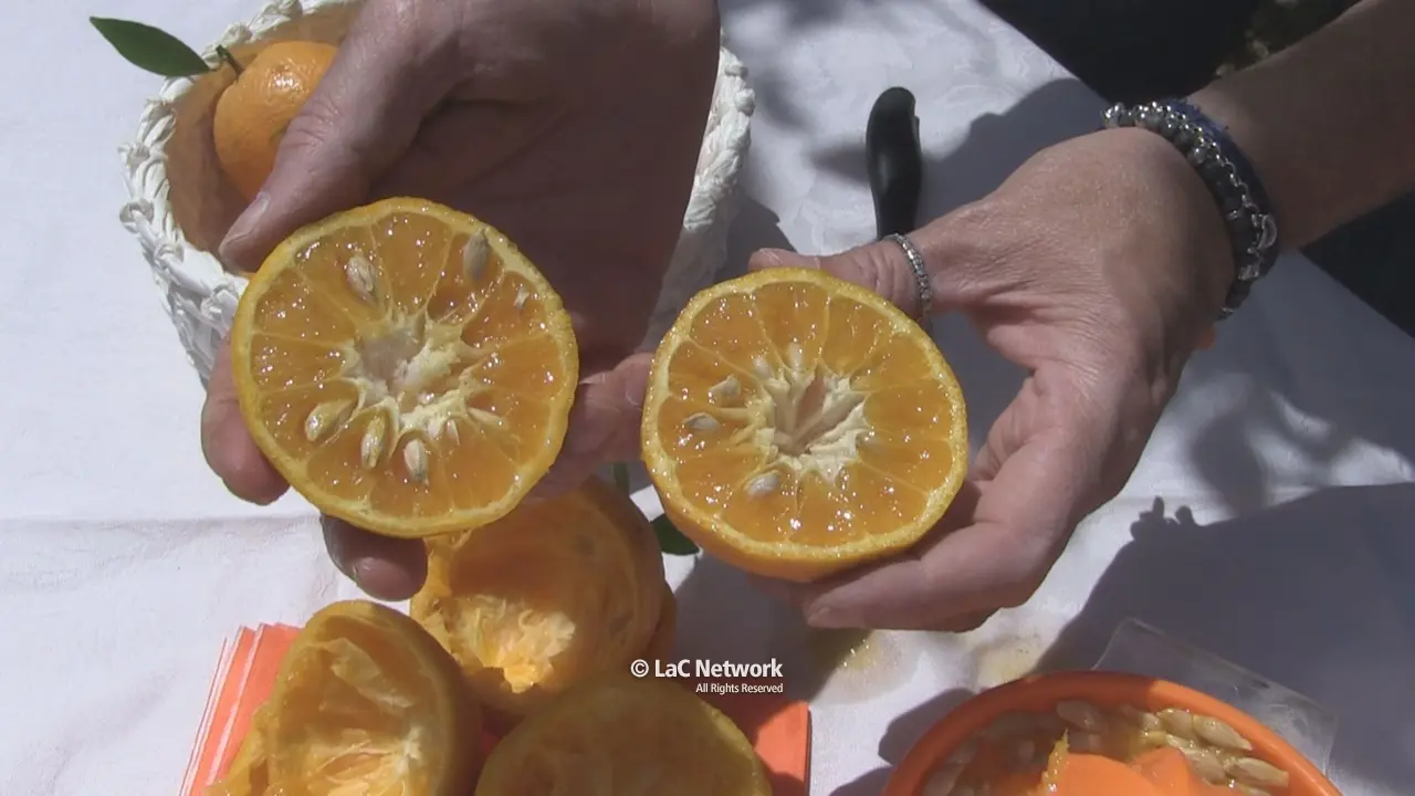 L’arancia bionda tardiva di Trebisacce nuovo presidio slow food della Calabria\n