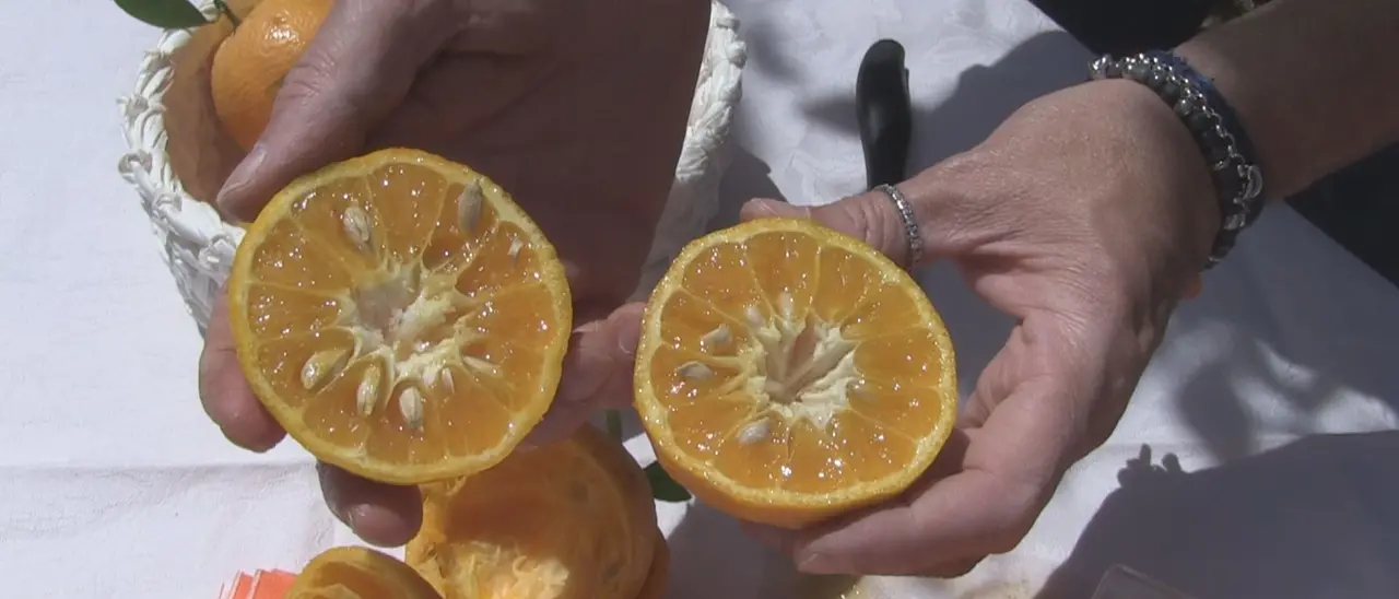 L’arancia bionda tardiva di Trebisacce nuovo presidio slow food della Calabria\n