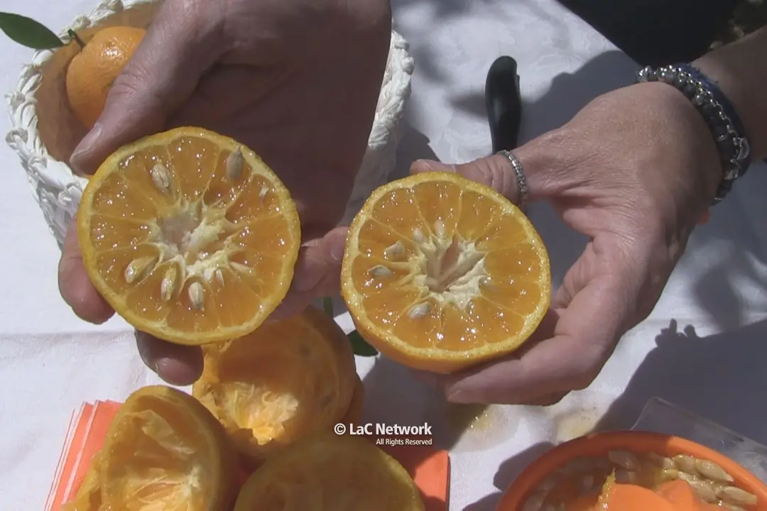 L’arancia bionda tardiva di Trebisacce nuovo presidio slow food della Calabria\n