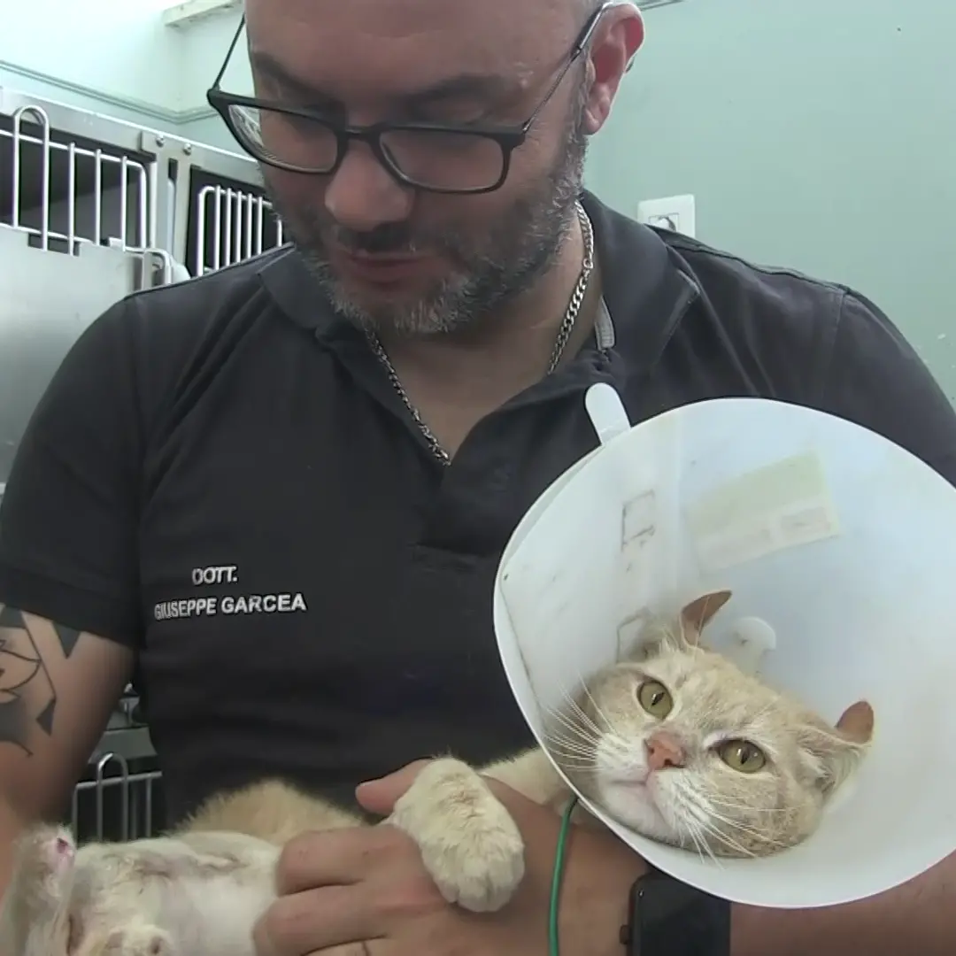 A Catanzaro anche gli animali hanno il loro Pronto soccorso: «Non solo cani e gatti, una volta abbiamo curato\u00A0un gallo»