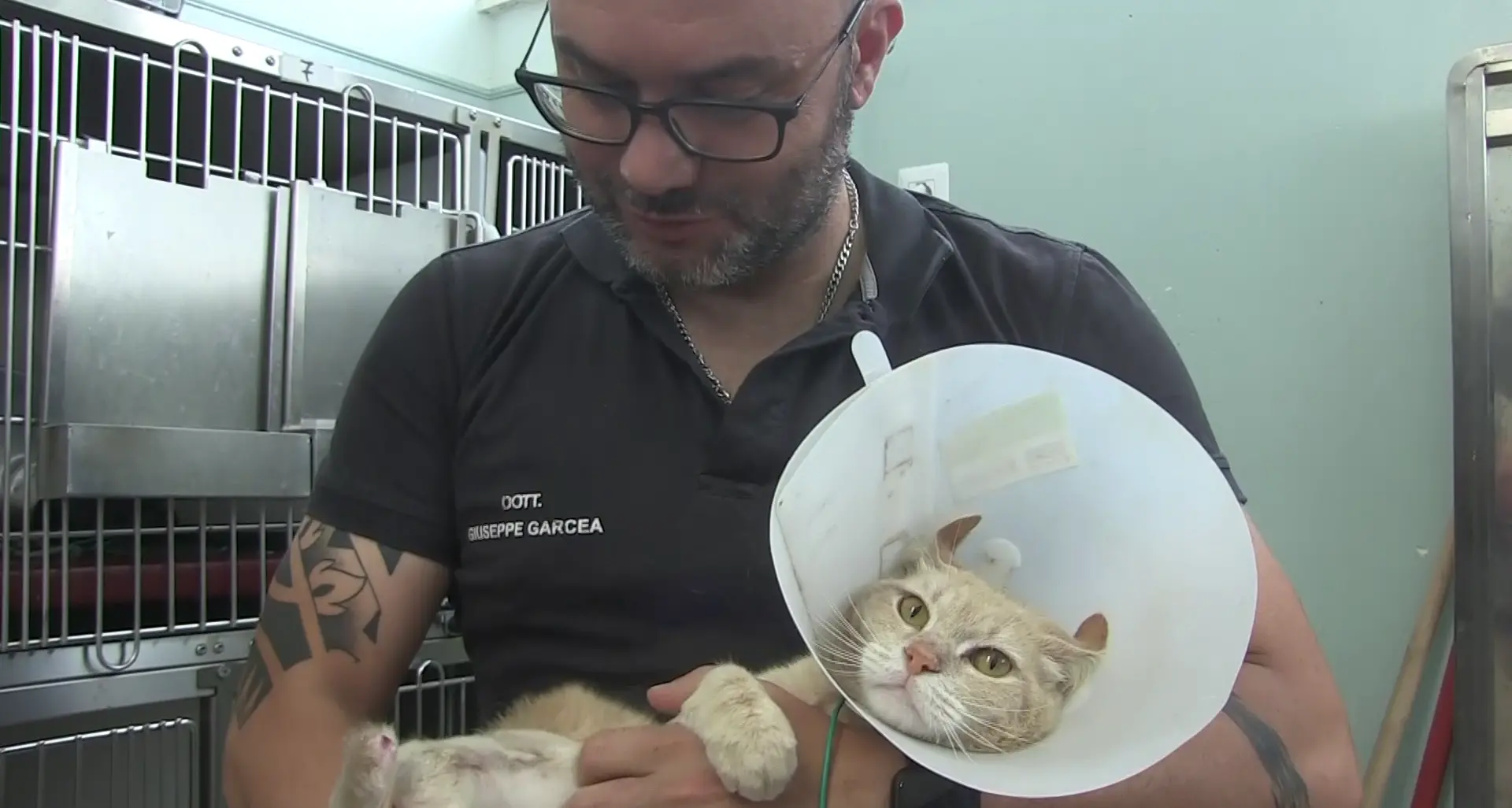 A Catanzaro anche gli animali hanno il loro Pronto soccorso: «Non solo cani e gatti, una volta abbiamo curato\u00A0un gallo»
