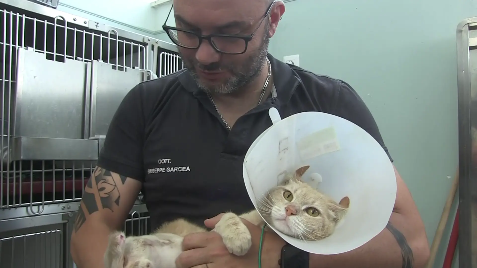 A Catanzaro anche gli animali hanno il loro Pronto soccorso: «Non solo cani e gatti, una volta abbiamo curato\u00A0un gallo»