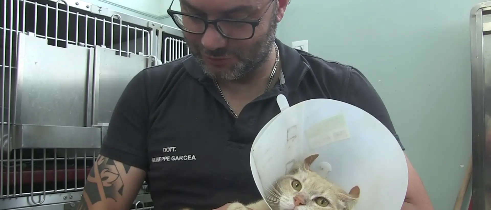 A Catanzaro anche gli animali hanno il loro Pronto soccorso: «Non solo cani e gatti, una volta abbiamo curato\u00A0un gallo»