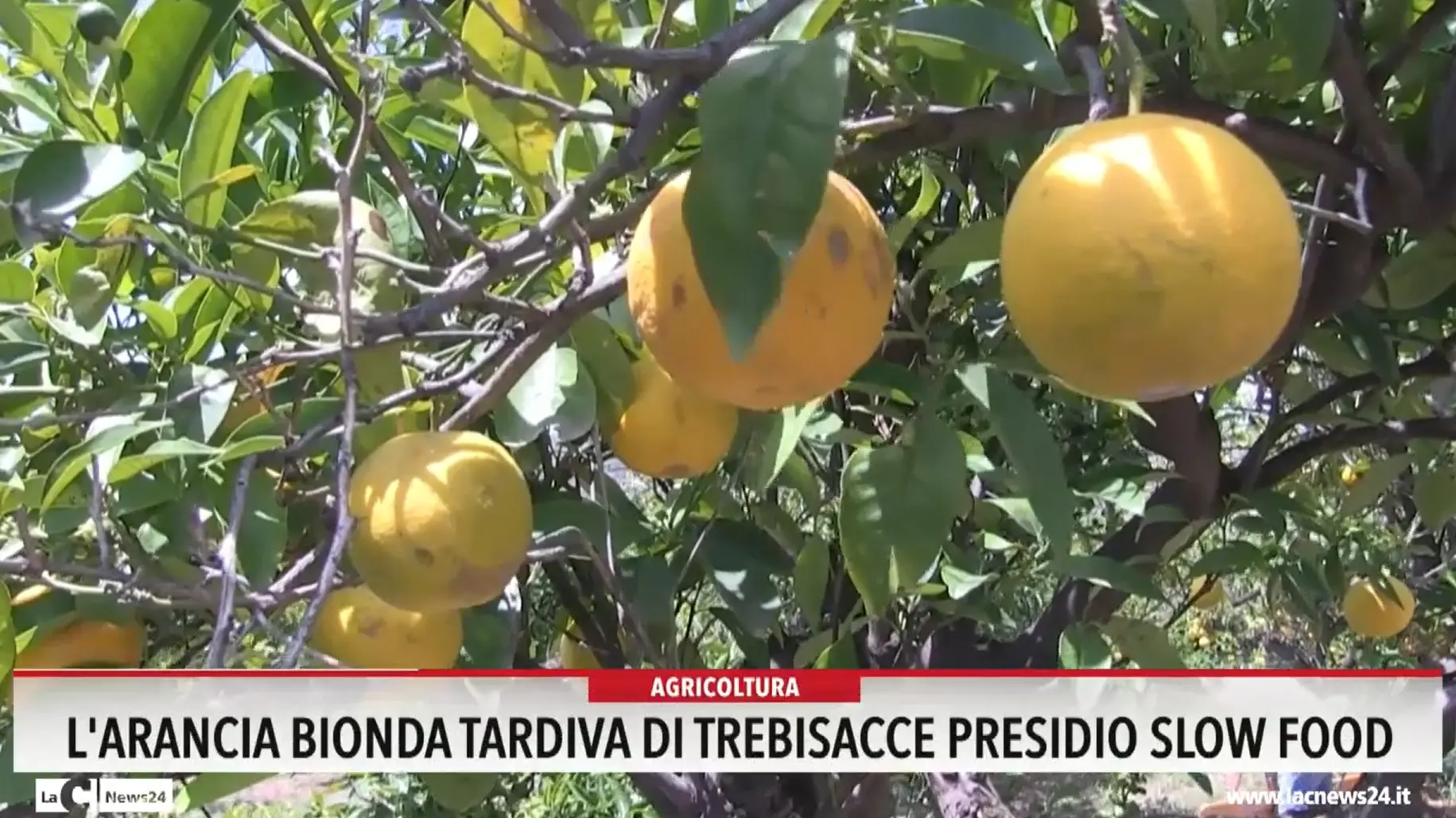 L'arancia bionda tardiva di Trebisacce presidio Slow food