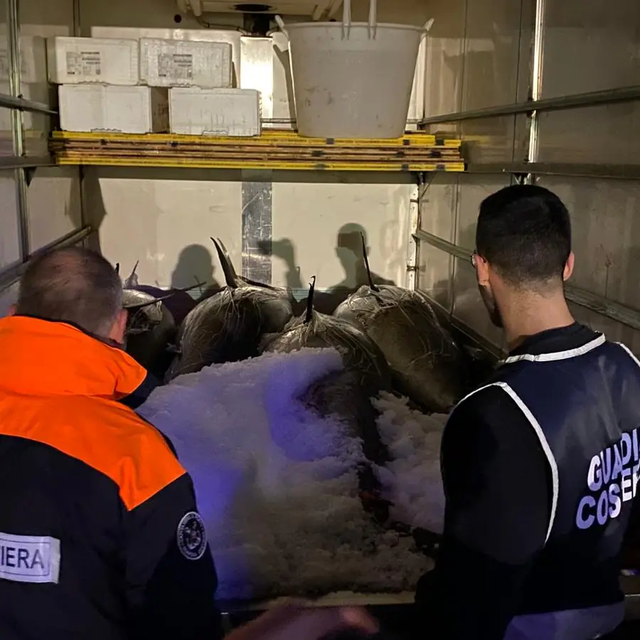Sequestrati nel Reggino\u00A0dieci quintali di pregiato tonno rosso pescati illegalmente