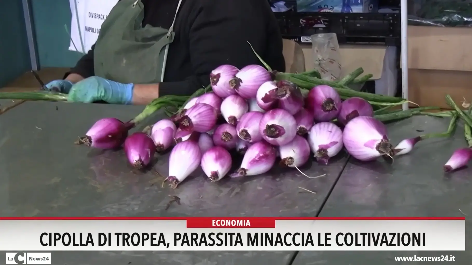 Cipolla di Tropea, un parassita minaccia le coltivazioni
