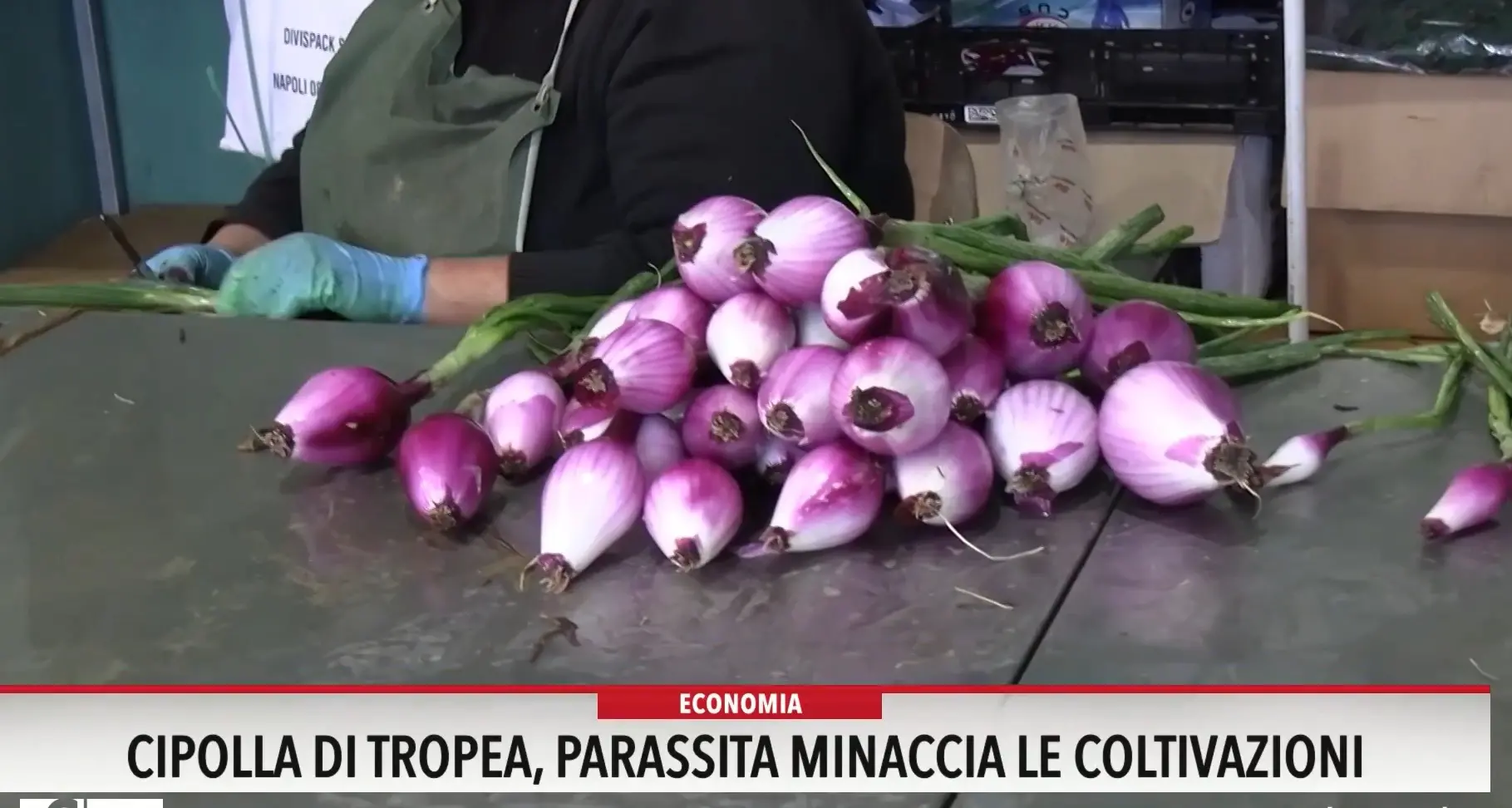 Cipolla di Tropea, un parassita minaccia le coltivazioni