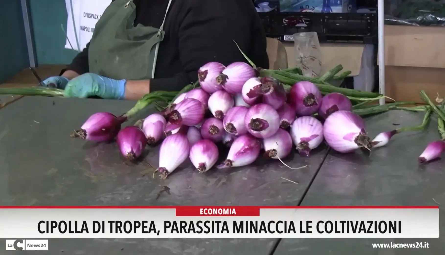 Cipolla di Tropea, un parassita minaccia le coltivazioni