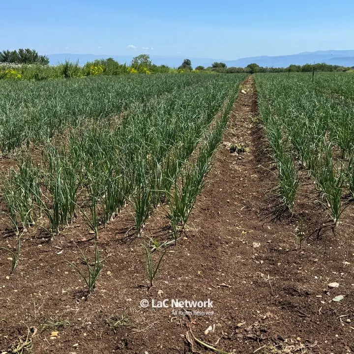 Cipolla rossa di Tropea, un parassita colpisce le radici. Gli agricoltori: «Interi campi devastati, le istituzioni ci aiutino»\n