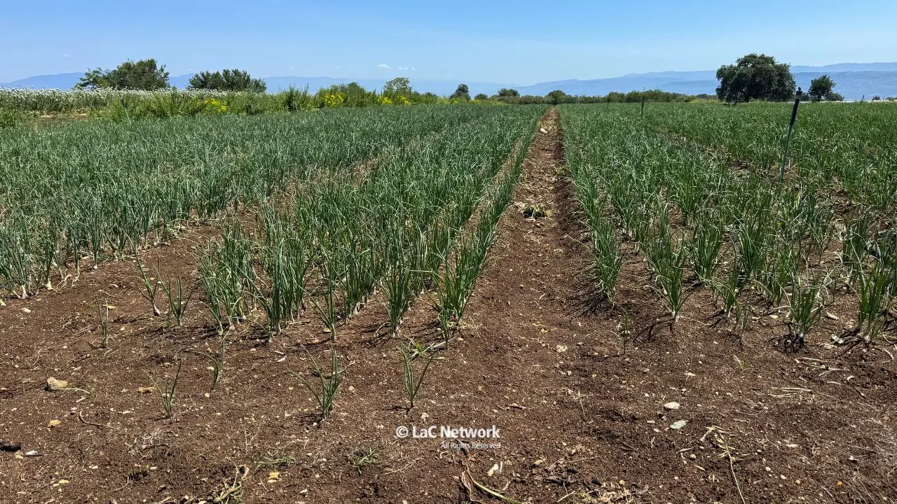 Cipolla rossa di Tropea, un parassita colpisce le radici. Gli agricoltori: «Interi campi devastati, le istituzioni ci aiutino»\n