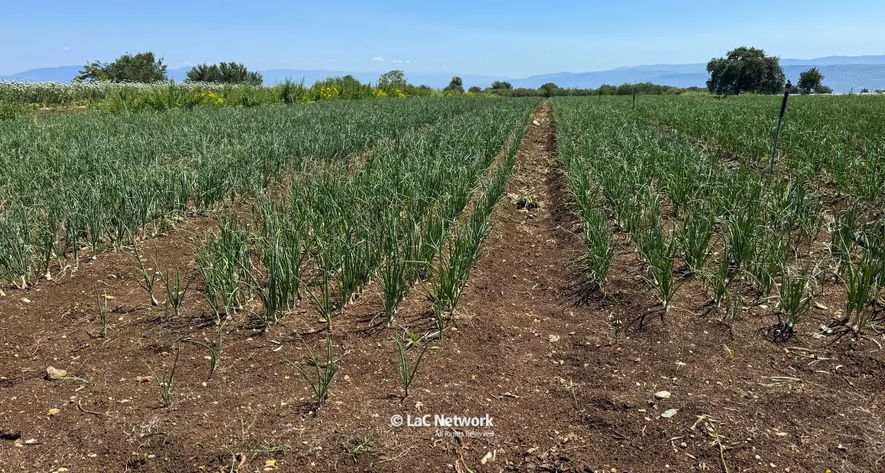 Cipolla rossa di Tropea, un parassita colpisce le radici. Gli agricoltori: «Interi campi devastati, le istituzioni ci aiutino»\n