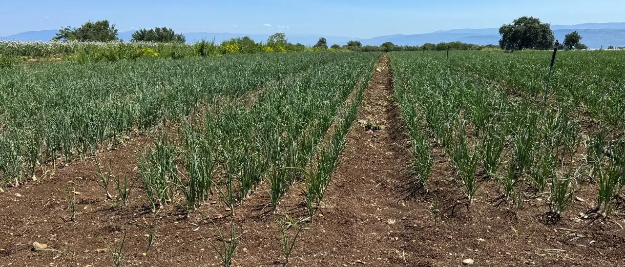 Cipolla rossa di Tropea, un parassita colpisce le radici. Gli agricoltori: «Interi campi devastati, le istituzioni ci aiutino»\n