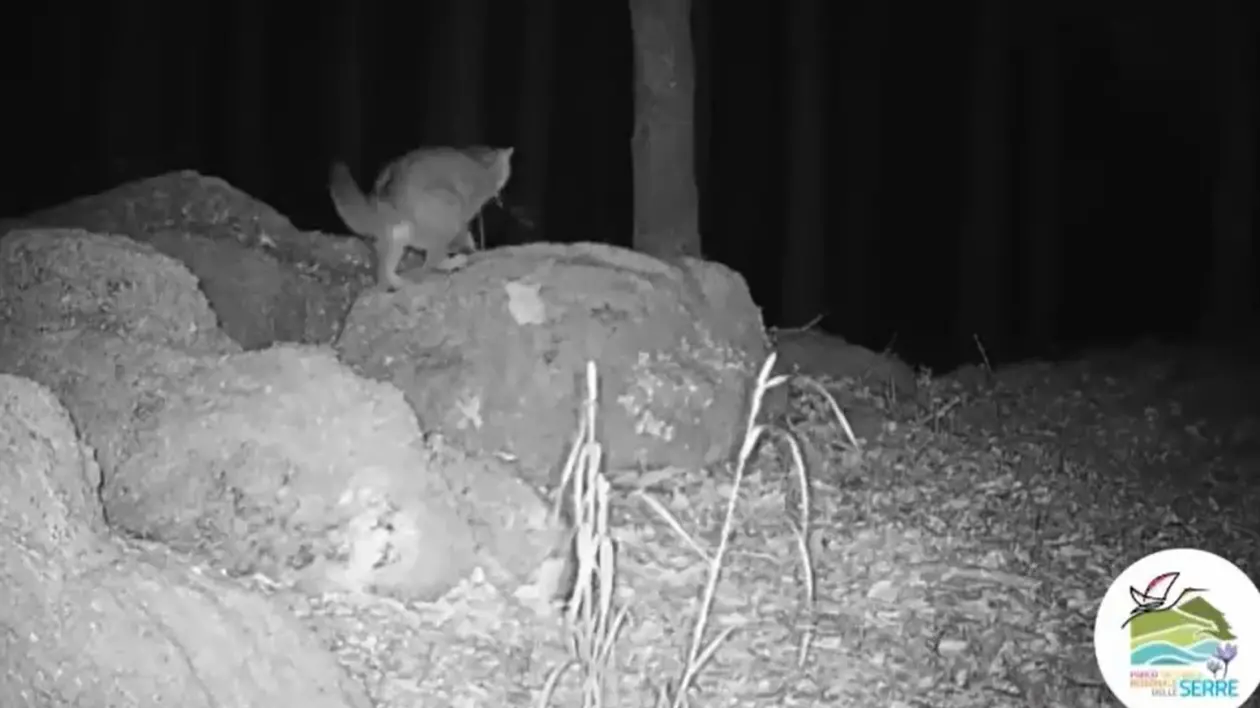 Il gatto selvatico al centro di un progetto di monitoraggio nel Parco delle Serre