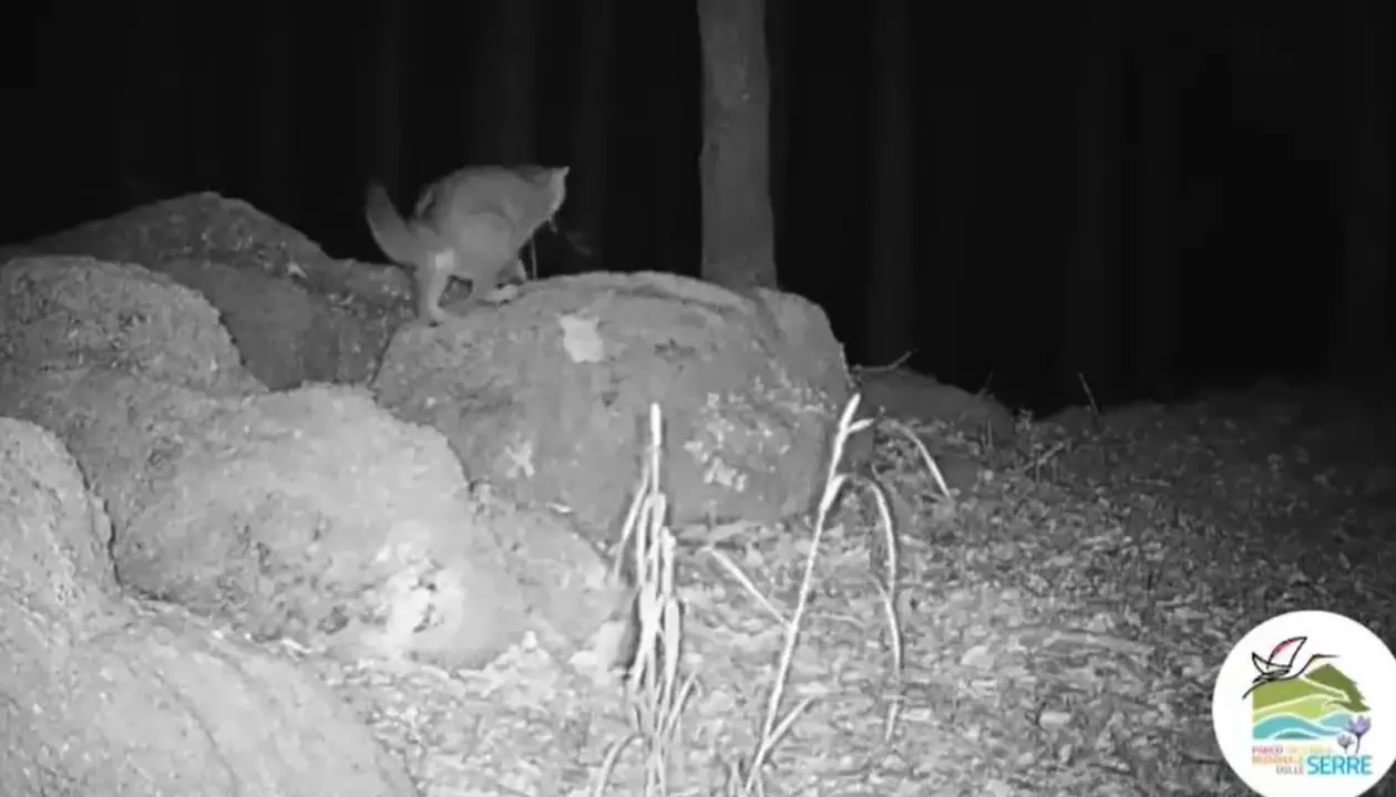 Il gatto selvatico al centro di un progetto di monitoraggio nel Parco delle Serre