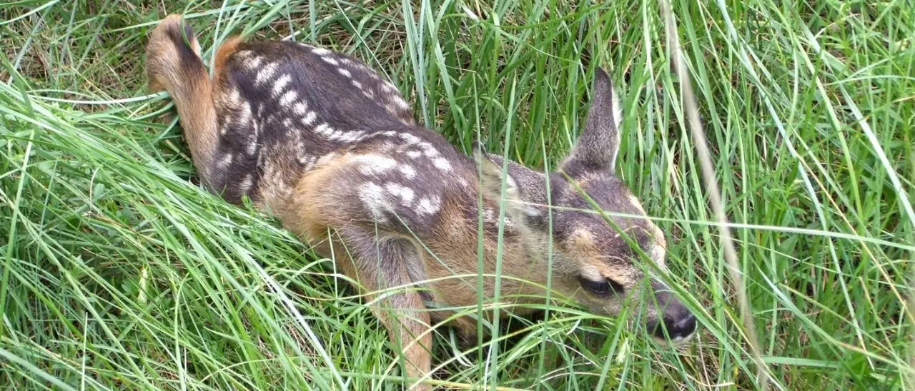 L’appello della Lipu: «Non toccate i cuccioli di capriolo nei boschi, non sono abbandonati»\n