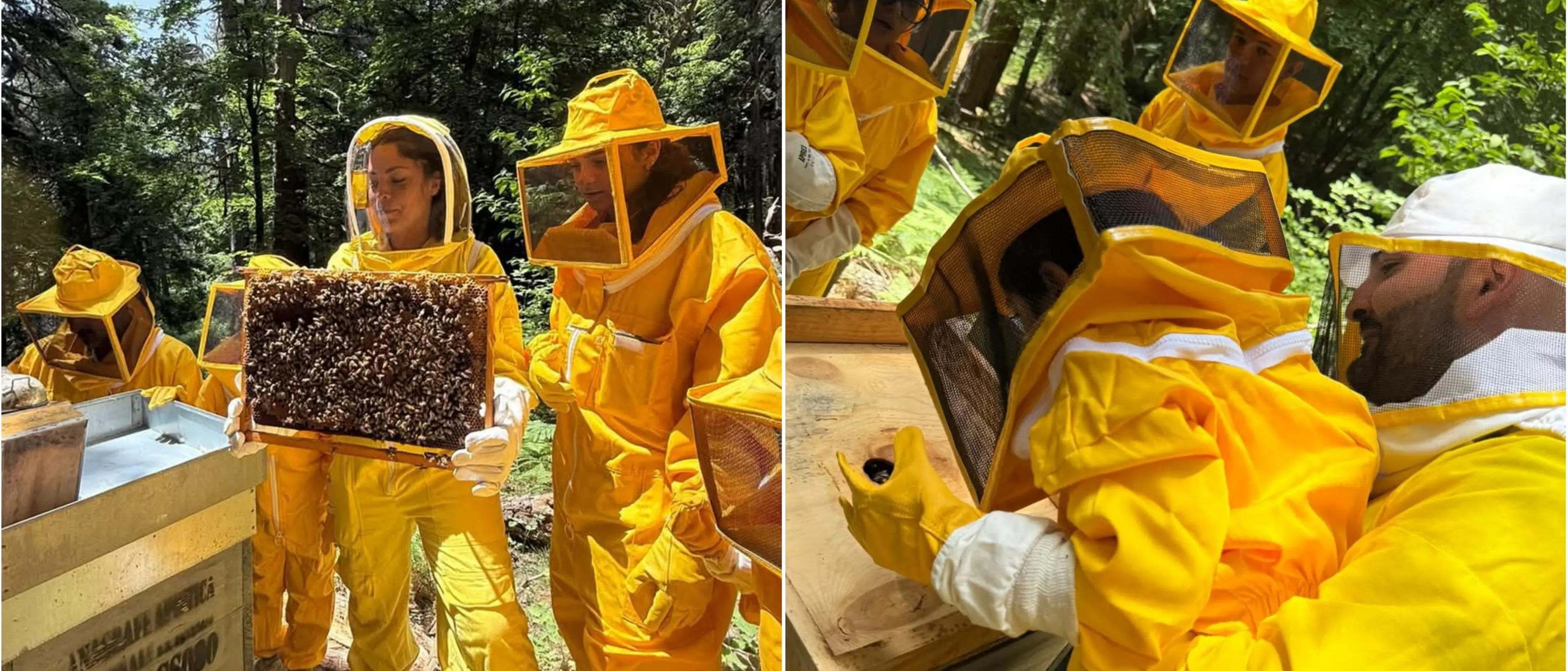 “Apicoltore per un giorno”: tra i Giganti della Sila un’esperienza alla scoperta del mondo delle api\n