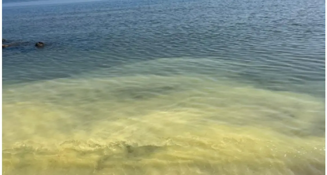 Lunghe strisce gialle in mare sul litorale ionico, ma è solo polline: l’Arpacal spiega il fenomeno\n