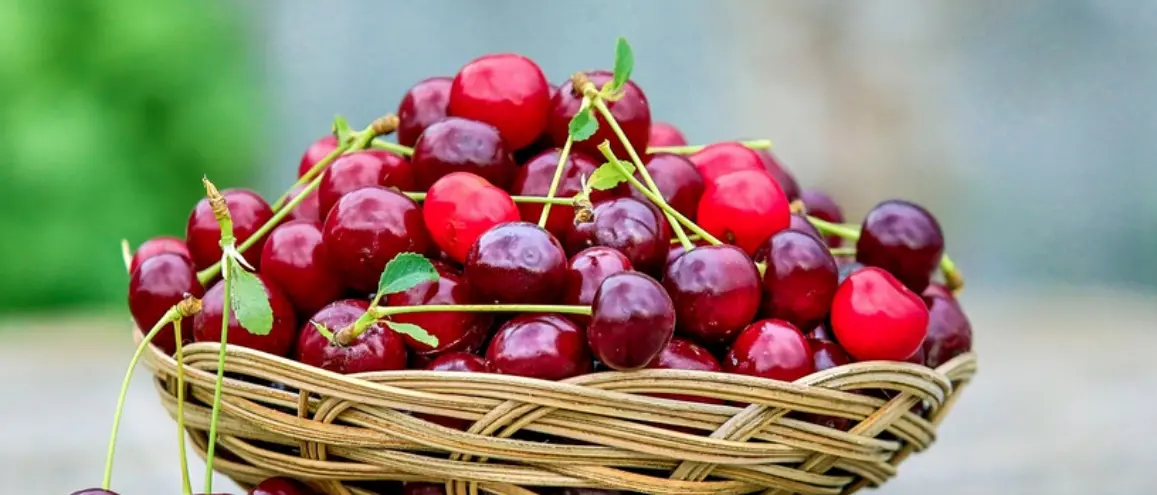 Musica, arte e cibo: a San Pietro Apostolo tutto pronto per la Festa della ciliegia\n