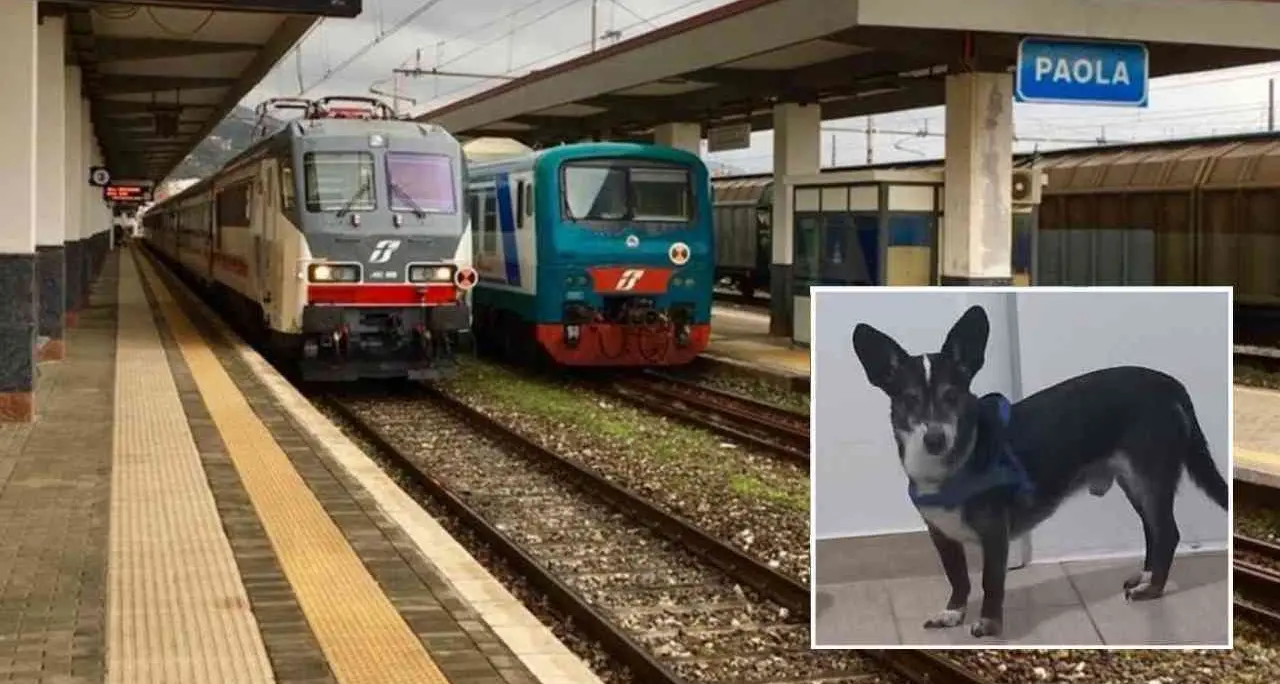 La fuga in treno da Paola a Cosenza di Robin, il cane dello scienziato di Georg Gottlob\n