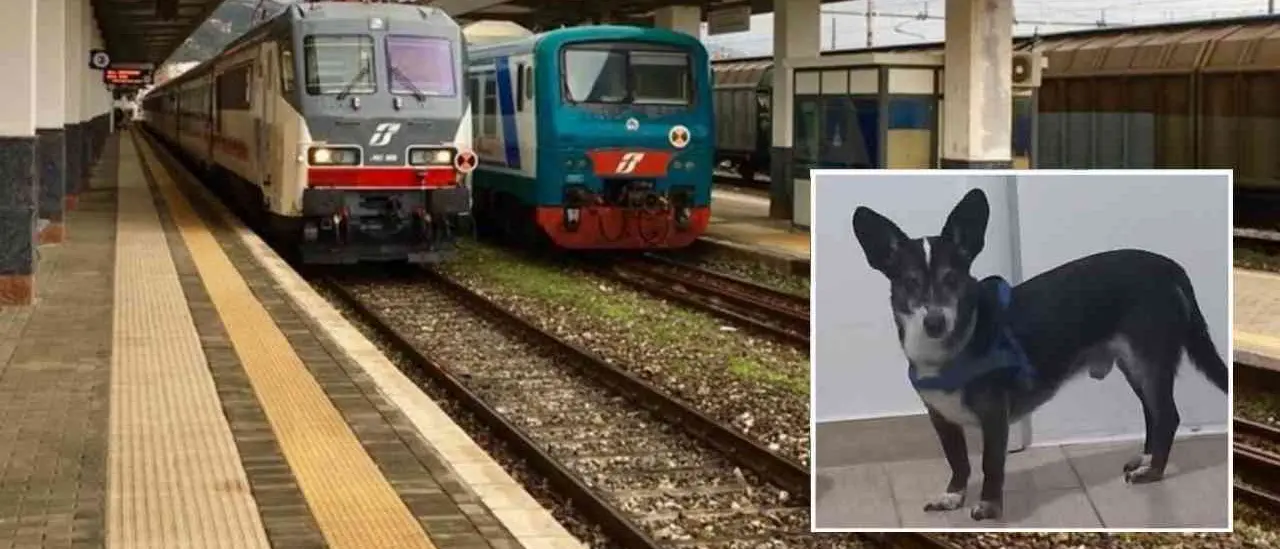 La fuga in treno da Paola a Cosenza di Robin, il cane dello scienziato di Georg Gottlob\n