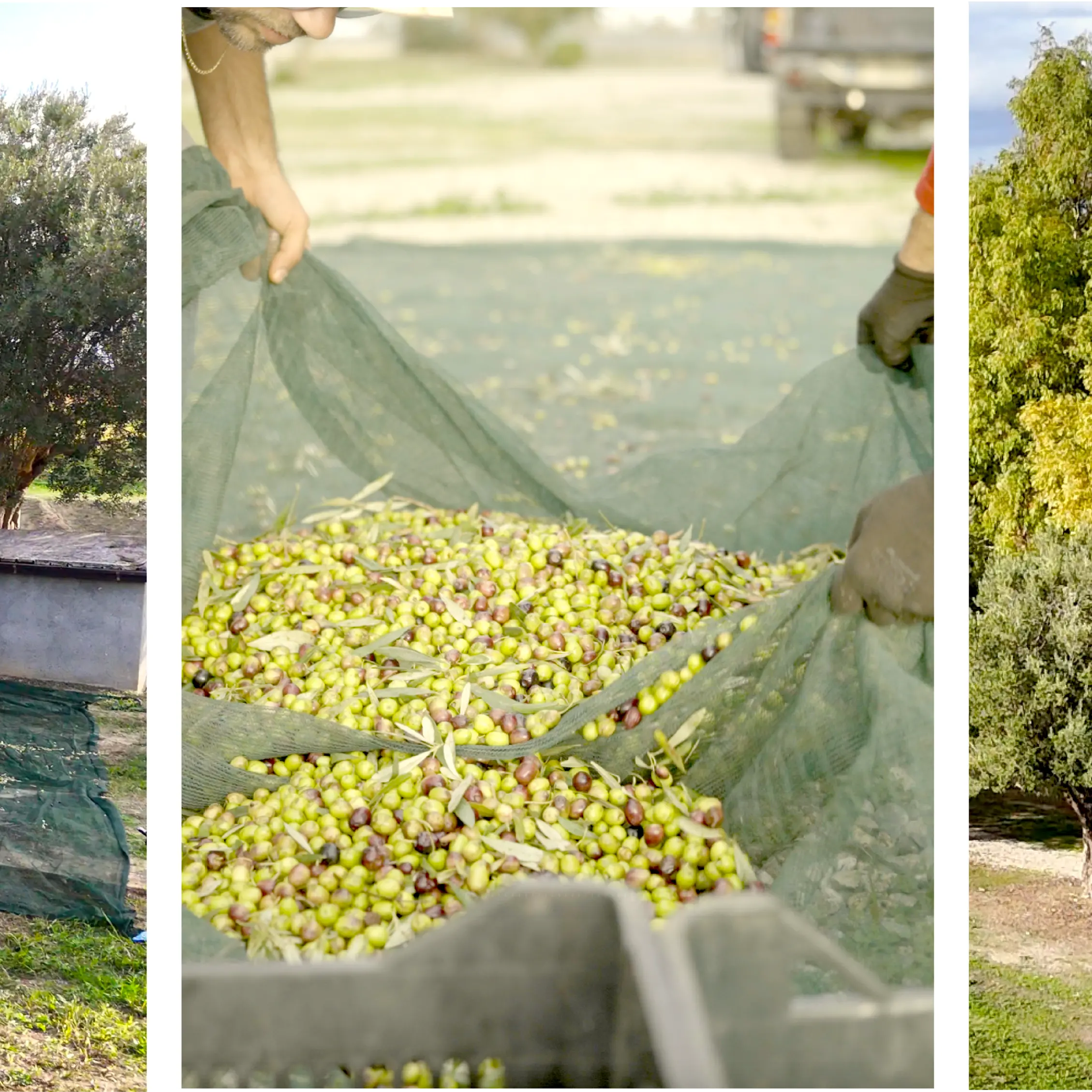 A Sibari l’olio diventa cultura, al via la mostra “Linfa: essenze della terra”: ecco il programma\n