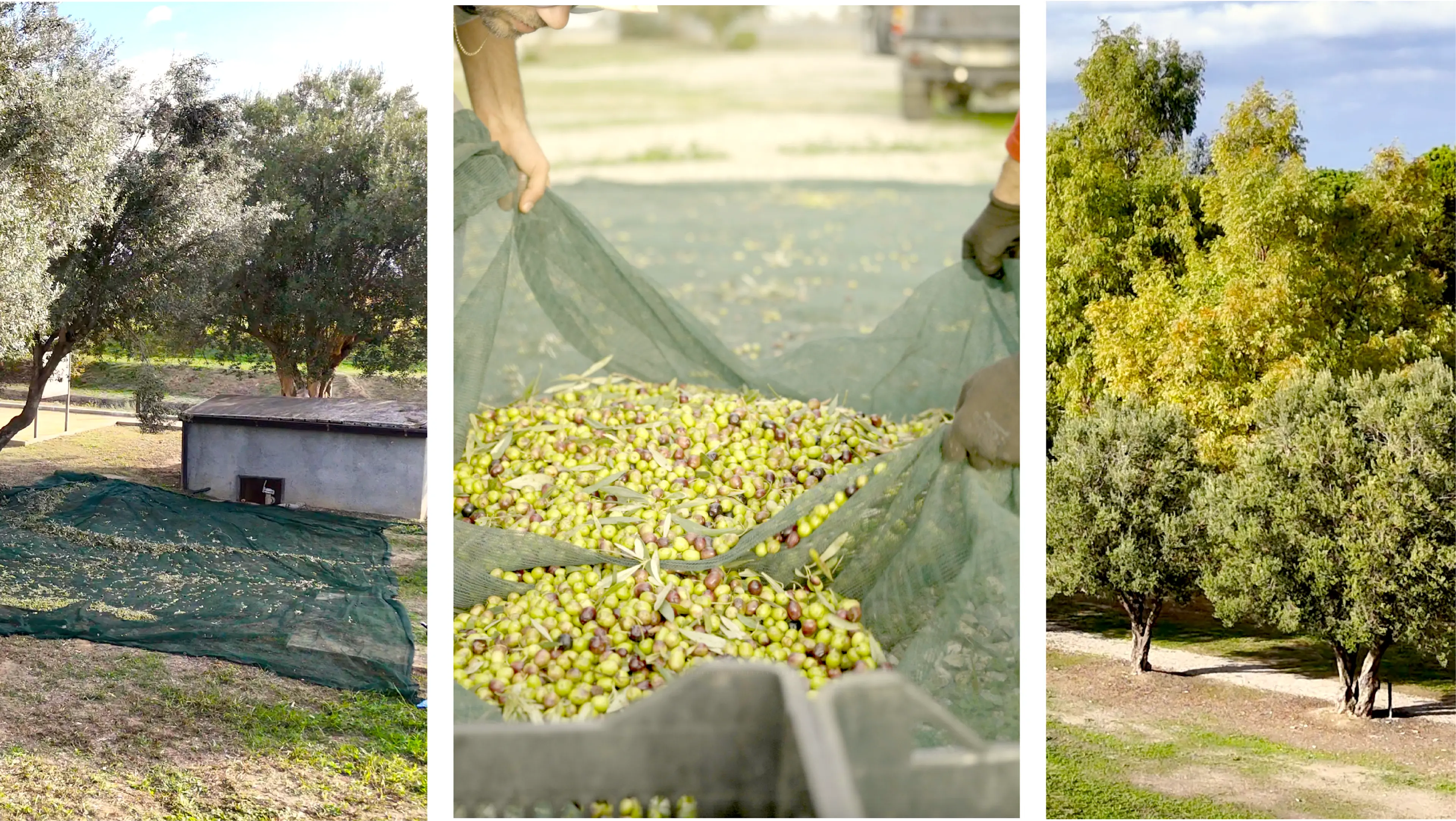 A Sibari l’olio diventa cultura, al via la mostra “Linfa: essenze della terra”: ecco il programma\n