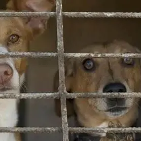 Randagismo,\u00A0la Procura di Crotone acquisisce documenti in quattro\u00A0Comuni e in un canile