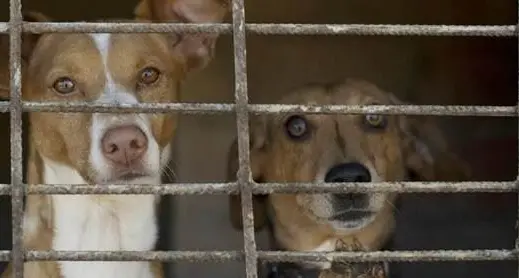 Randagismo,\u00A0la Procura di Crotone acquisisce documenti in quattro\u00A0Comuni e in un canile