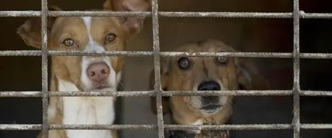 Randagismo,\u00A0la Procura di Crotone acquisisce documenti in quattro\u00A0Comuni e in un canile