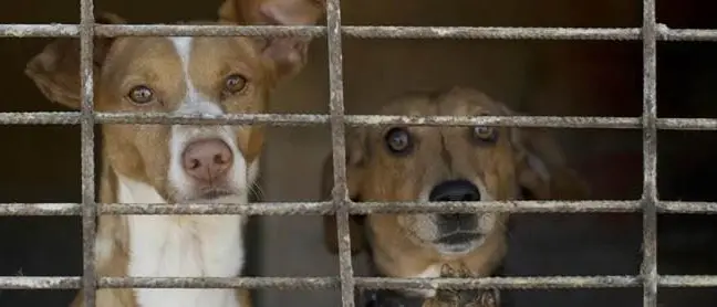 Randagismo,\u00A0la Procura di Crotone acquisisce documenti in quattro\u00A0Comuni e in un canile