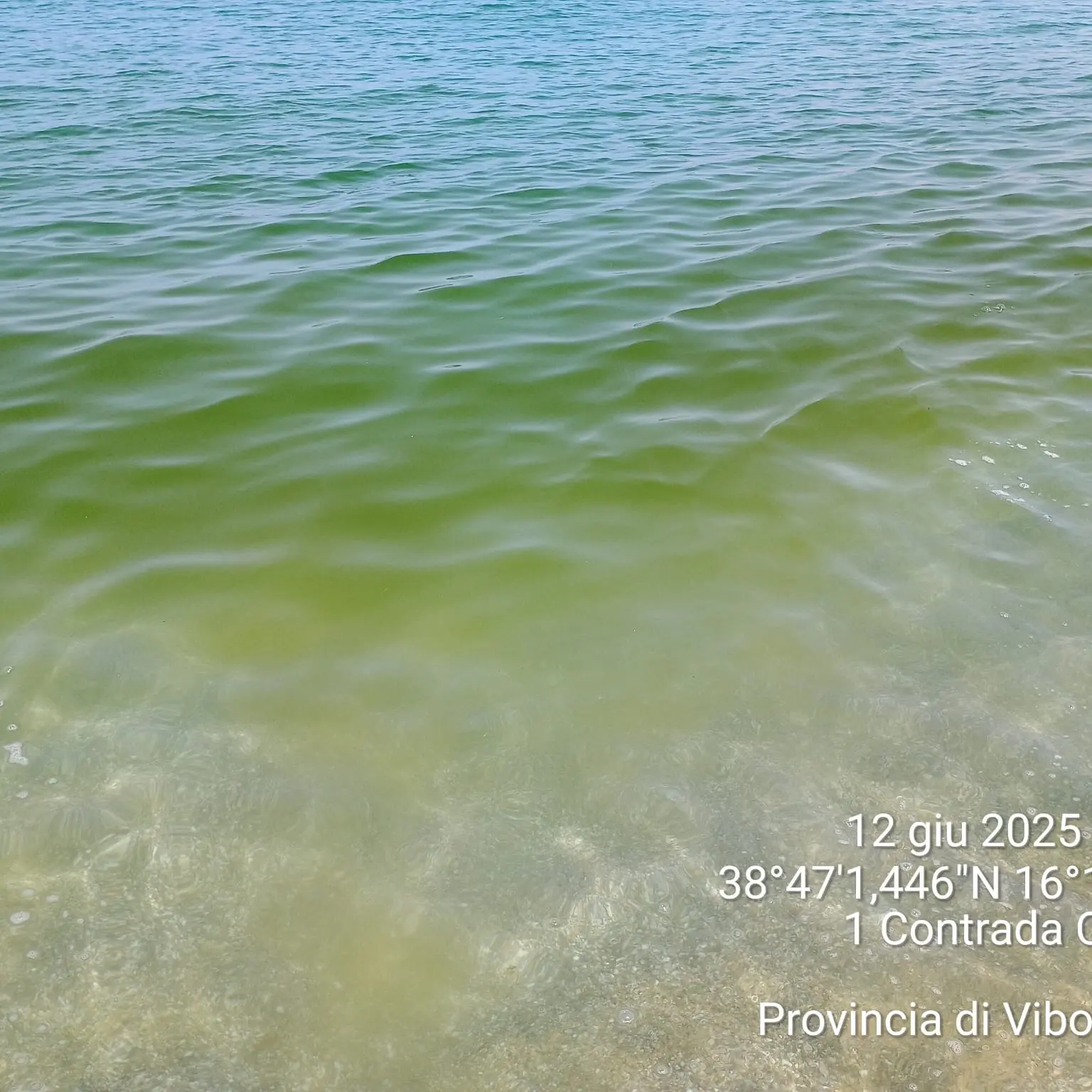 Mare verde a Pizzo, per i bagnanti un’altra estate in compagnia delle microalghe: le analisi dell’Arpacal