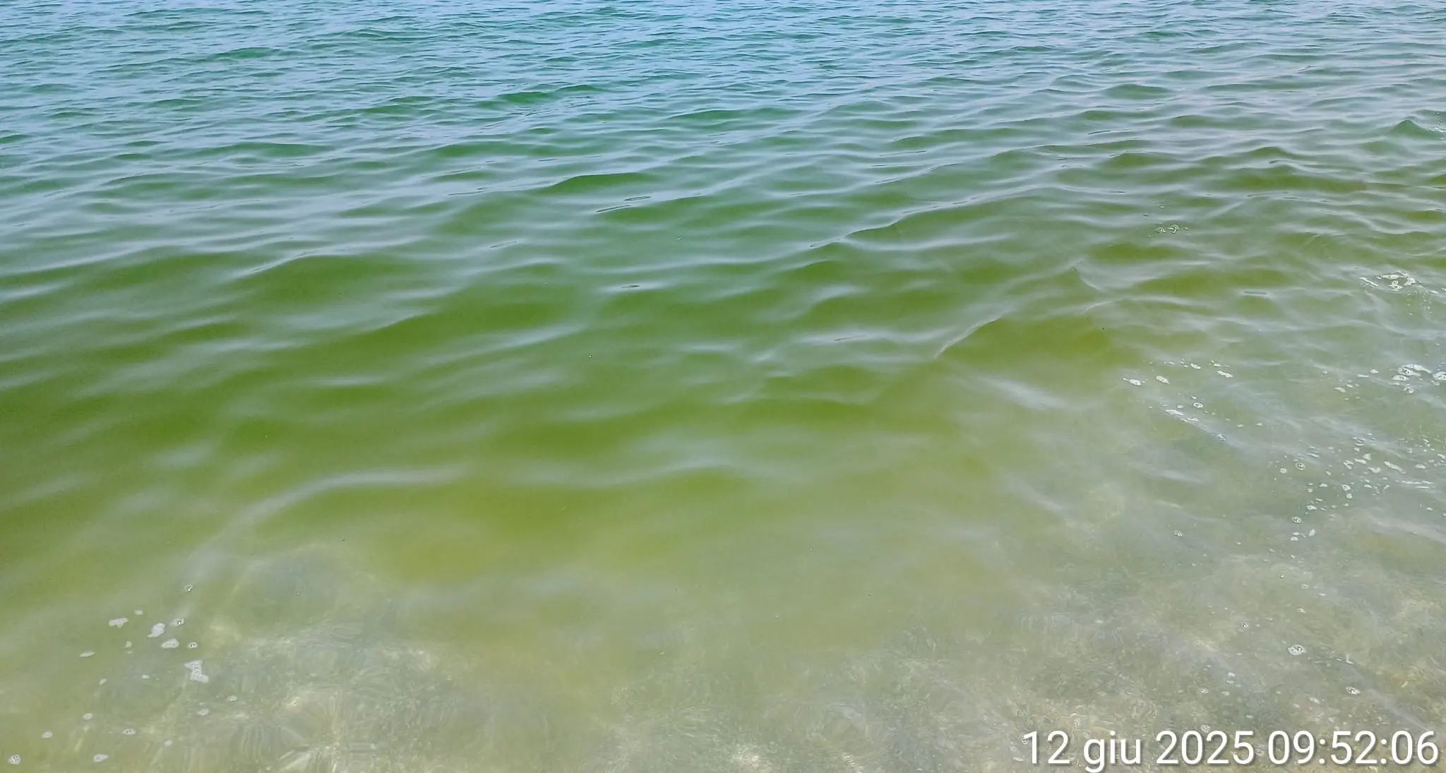 Mare verde a Pizzo, per i bagnanti un’altra estate in compagnia delle microalghe: le analisi dell’Arpacal