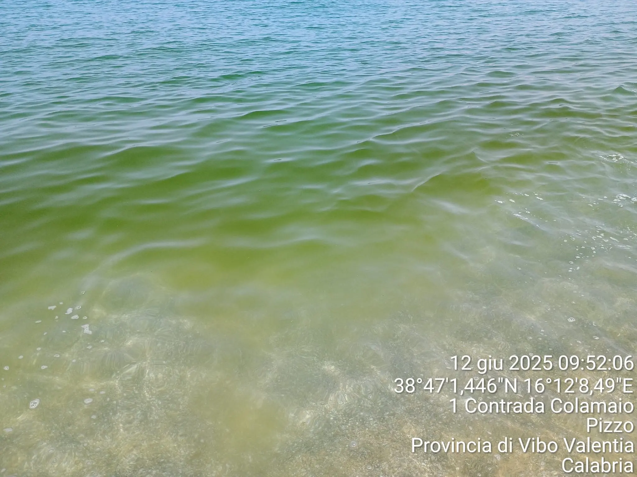 Mare verde a Pizzo, per i bagnanti un’altra estate in compagnia delle microalghe: le analisi dell’Arpacal