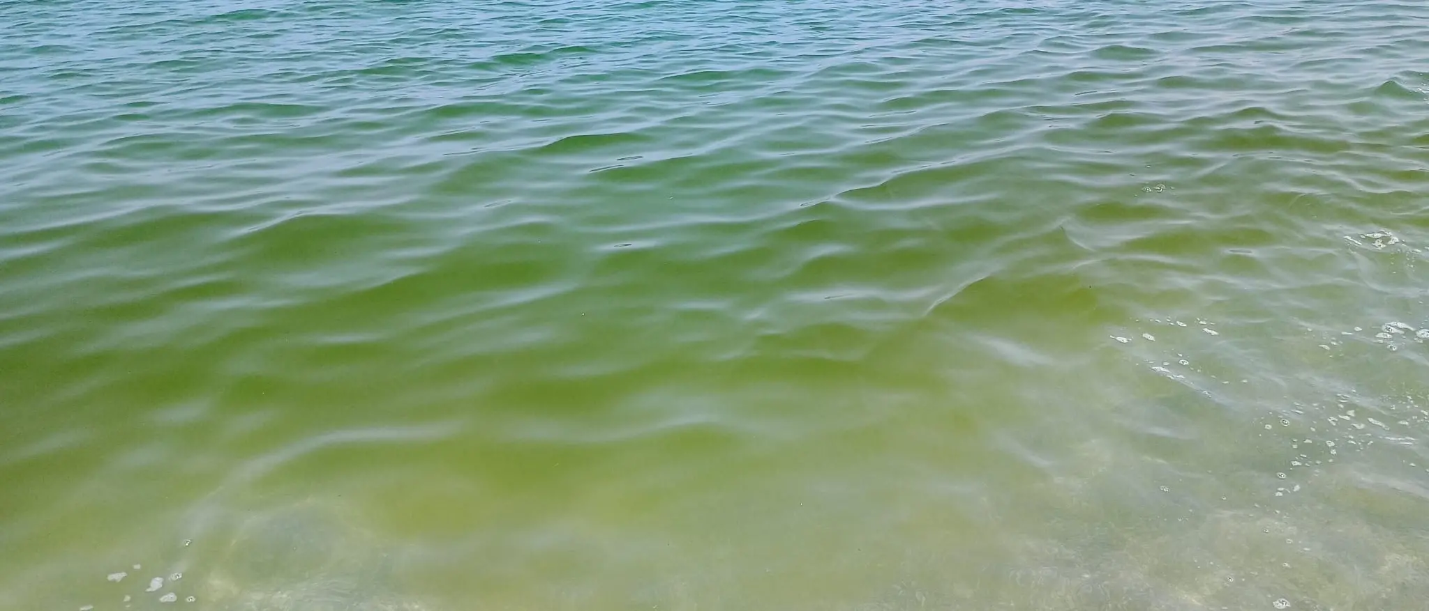 Mare verde a Pizzo, per i bagnanti un’altra estate in compagnia delle microalghe: le analisi dell’Arpacal