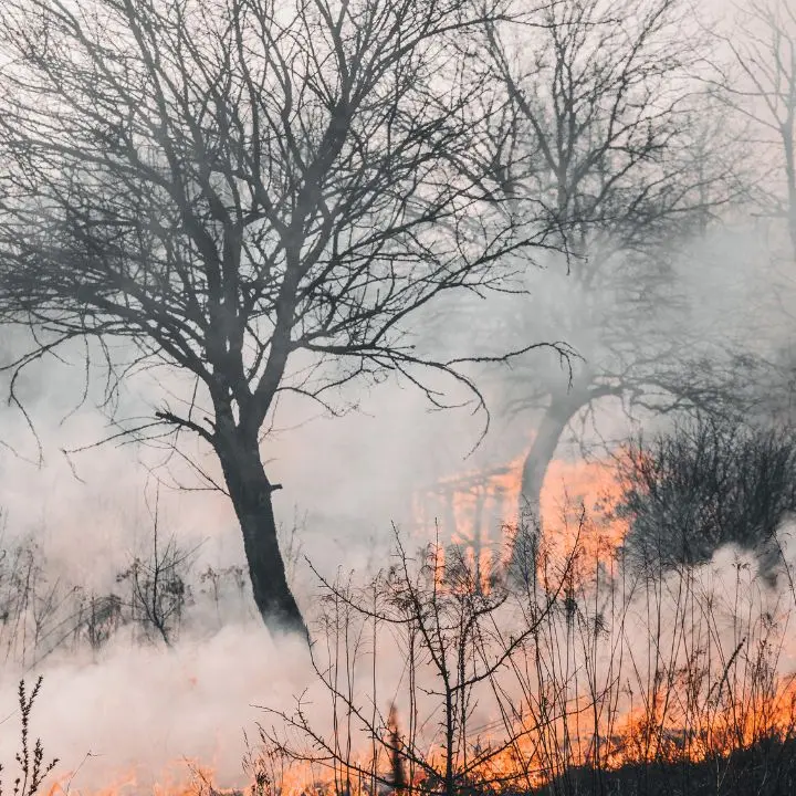 Italia in fiamme, nel 2024 in fumo 514 km quadrati di foreste: Reggio e Cosenza capitali degli incendi boschivi\n