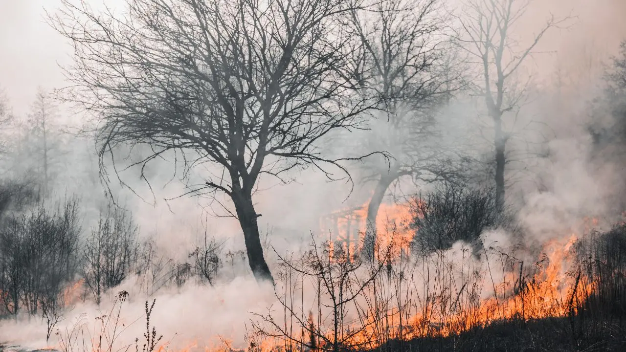 Italia in fiamme, nel 2024 in fumo 514 km quadrati di foreste: Reggio e Cosenza capitali degli incendi boschivi\n