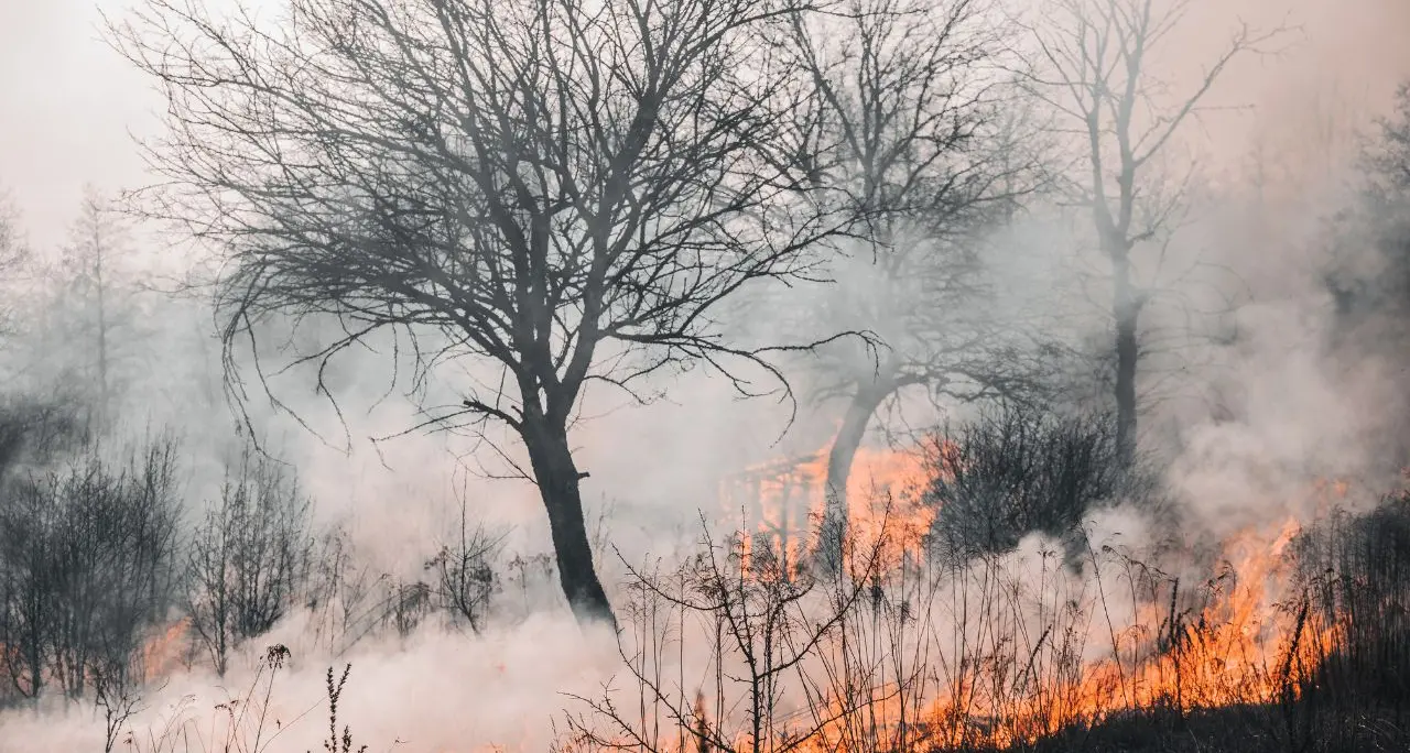 Italia in fiamme, nel 2024 in fumo 514 km quadrati di foreste: Reggio e Cosenza capitali degli incendi boschivi\n