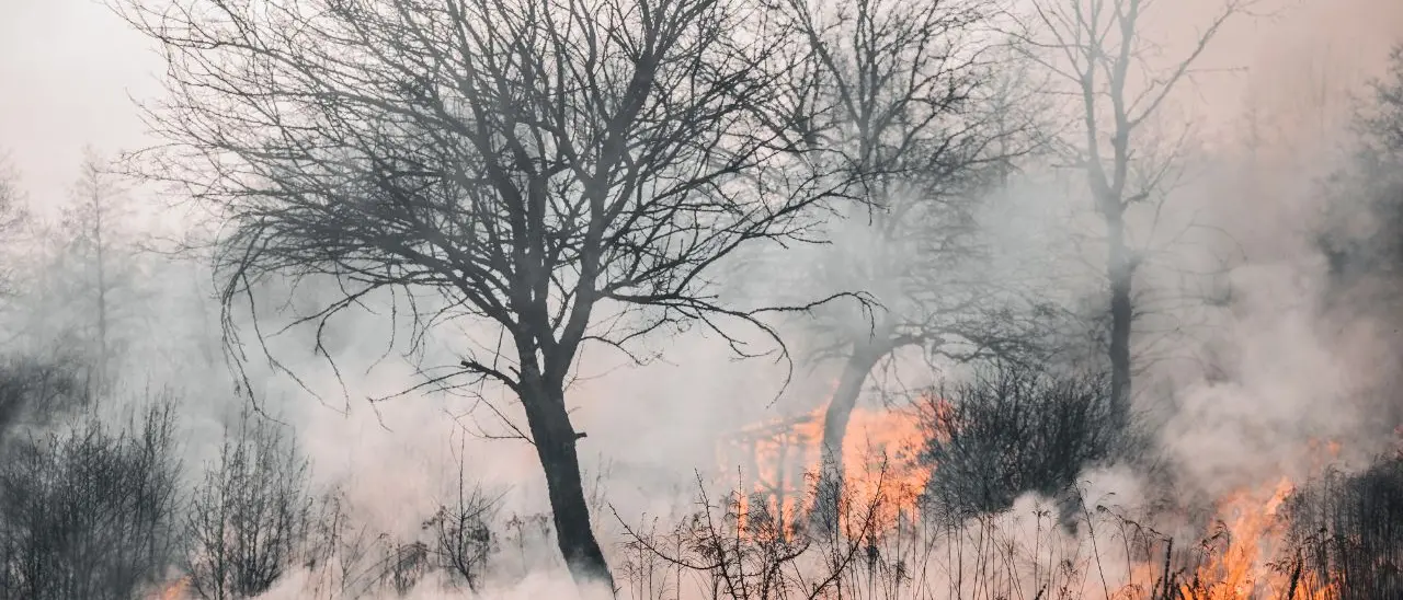 Italia in fiamme, nel 2024 in fumo 514 km quadrati di foreste: Reggio e Cosenza capitali degli incendi boschivi\n