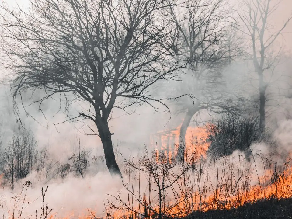 Italia in fiamme, nel 2024 in fumo 514 km quadrati di foreste: Reggio e Cosenza capitali degli incendi boschivi